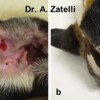 Skin lesions in the pinna (a- inside b- outside) in a patient affected by leishmaniasis