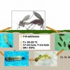 Biological cycle of the phlebotomine