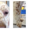Foto 2 - (de izquierda a derecha) blefaritis y dermopatía periocular, tumefacciòn del carpo derecho, lesión erosiva en la cola (Gavazza et al, Veterinary Science, 65 (3), 93-103, 2016)